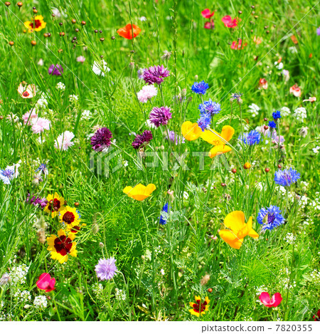 wild flowers 7820355