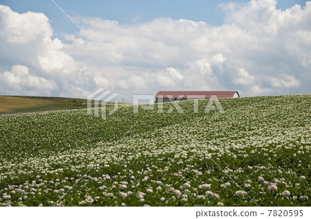 Potato field Potato field 7820595