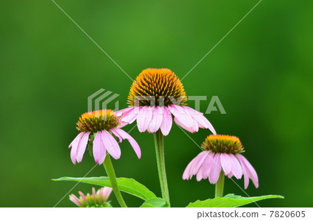 Purple god chrysanthemum Purple god chrysanthemum 7820605