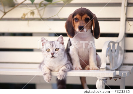 Cat and beagle dog Cat and beagle dog 7823285