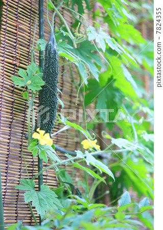 Goya curtain Goya curtain 7824355