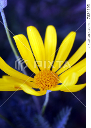 一朵盛開的百合雛菊 7824395