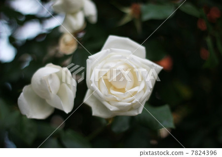 玫瑰（新雪） 7824396