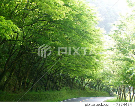 Green Tunnel Green Tunnel 7824484