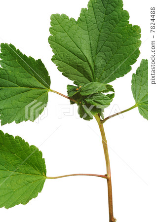 Diseased Red currant leaves, attacked by aphids 7824488