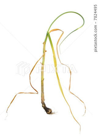 Infection of garlic by white rot, Sclerotium cepivorum Infection of garlic by white rot, Sclerotium cepivorum 7824495