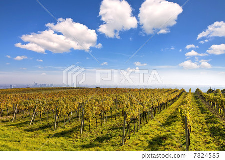 Vineyard landscape with the skyline of Vienna in the background 7824585