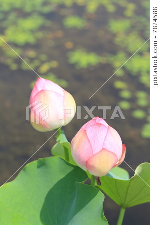 蓮花 7824588