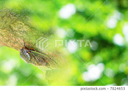 Summer image of Semi-hot summer Snow leaves and bears 7824653