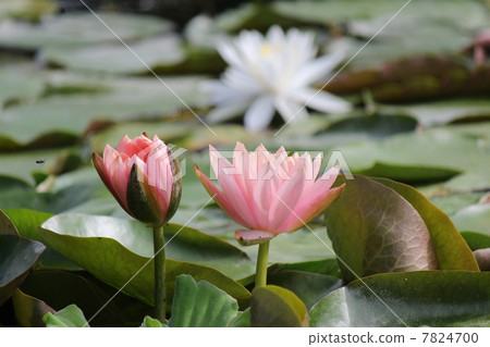 睡蓮 7824700