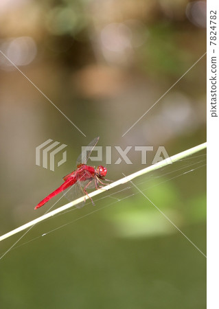 Shoujo dragonfly 7824782