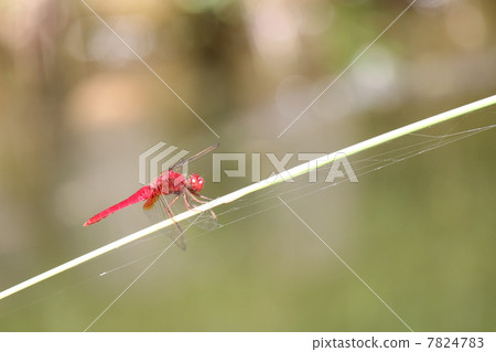 Shoujo dragonfly Shoujo dragonfly 7824783