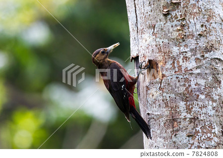 Noguchigera female 7824808