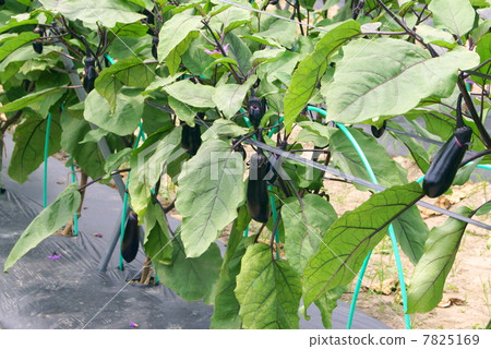 Eggplant Eggplant 7825169