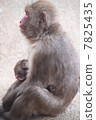 Parent and child of Japanese monkey 7825435