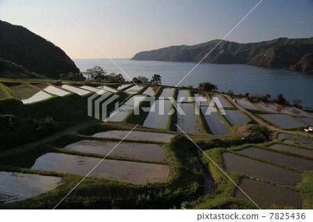 露台的稻田在日本海後的晚上 露台的稻田在日本海後的晚上 7825436
