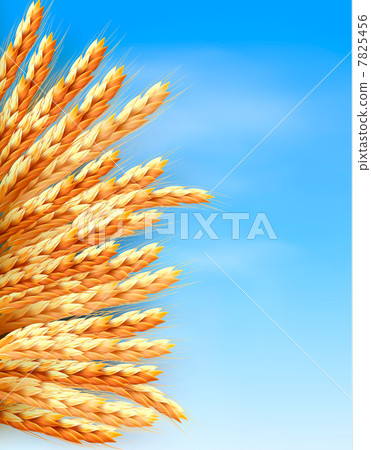 Ears of wheat in front of blue sky. Vector illustration. 7825456