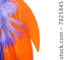 Colorful feathers closeup - orange, purple 7825845