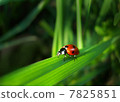 Close-up ladybird on grass 7825851
