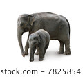 Elephants - mother and baby, isolated, path, shadow 7825854