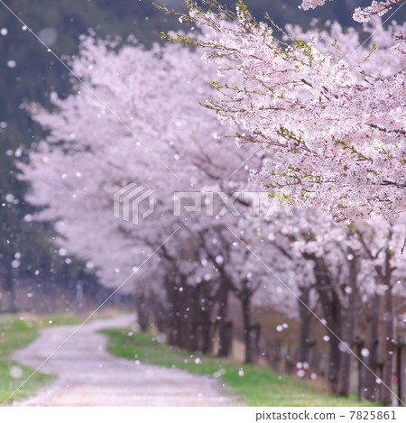Row of cherry trees 7825861