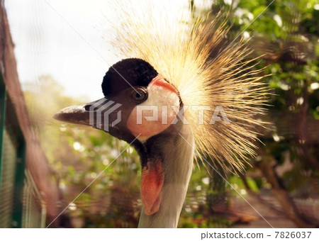 White-crowned crane 7826037