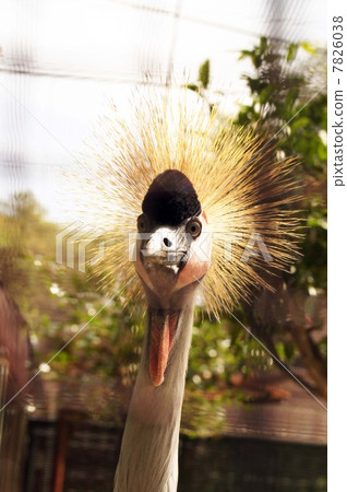 White-crowned crane 7826038