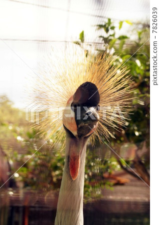 White-crowned crane 7826039