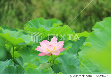 Lotus flower Lotus flower 7829623