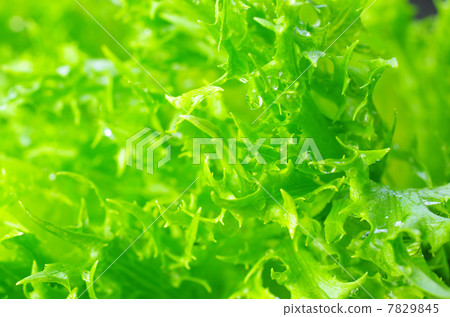 Fresh Fresh Frilled Lettuce Fresh Fresh Frilled Lettuce 7829845