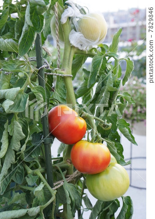 Tomato's family garden Tomato's family garden 7829846