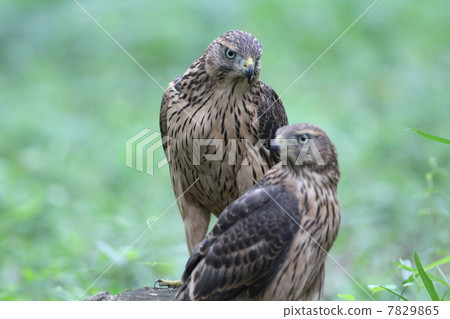 Yorotaka的幼鳥 7829865