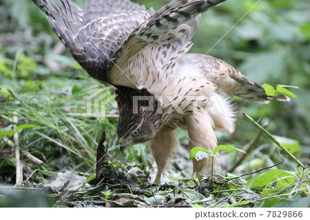 Yorotaka's young bird Yorotaka's young bird 7829866