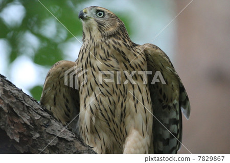 Yorotaka's young bird Yorotaka's young bird 7829867