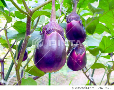 Water eggplant in the field Water eggplant in the field 7829879