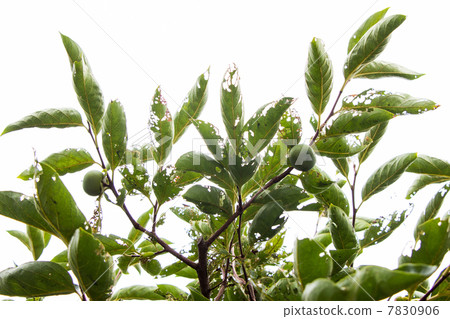 由害蟲挖掘的柿子葉自然和植物照相材料 由害蟲挖掘的柿子葉自然和植物照相材料 7830906