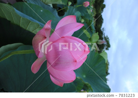 古蓮花 古蓮花 7831223