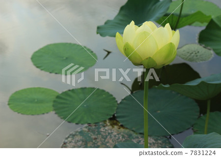 蓮花 蓮花 7831224