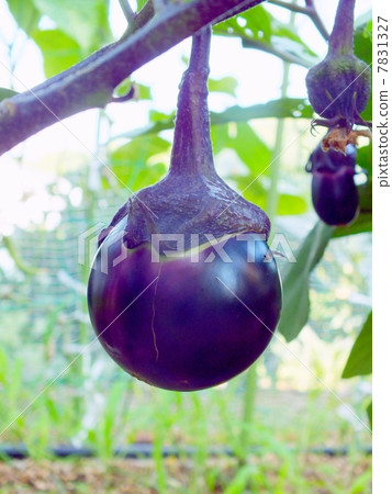 Kamozuna的領域 7831327