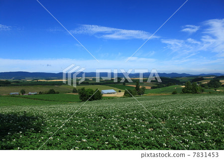 Biei potato field Biei potato field 7831453