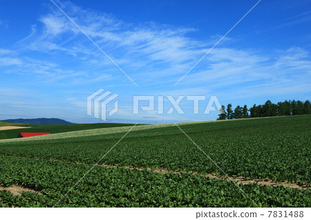 美瑛拼湊山 7831488