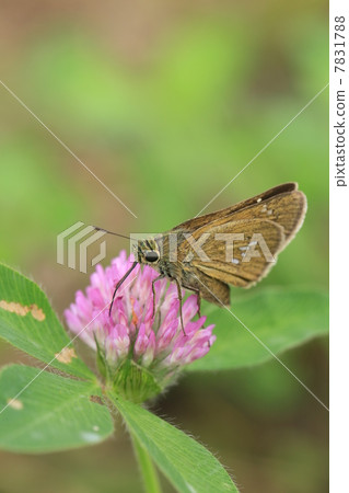 Sesame leopard and red tuna 7831788