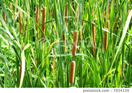 Gamma of wetland belt 7834139