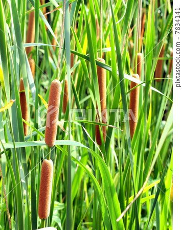 Gamma of wetland belt Gamma of wetland belt 7834141