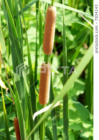 Gamma of wetland belt 7834143