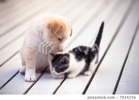 Kitten and puppy Kitten and puppy 7834256