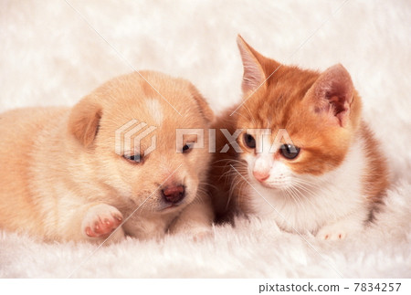 Friendly kitten and puppy Friendly kitten and puppy 7834257