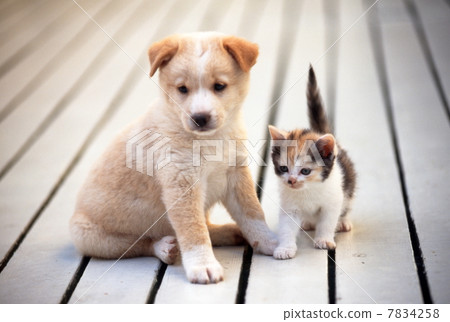 Kitten and puppy Kitten and puppy 7834258