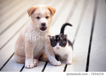 Kitten and puppy Kitten and puppy 7834259