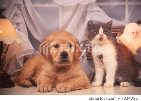 A puppy on the window side and a kitten 7834356